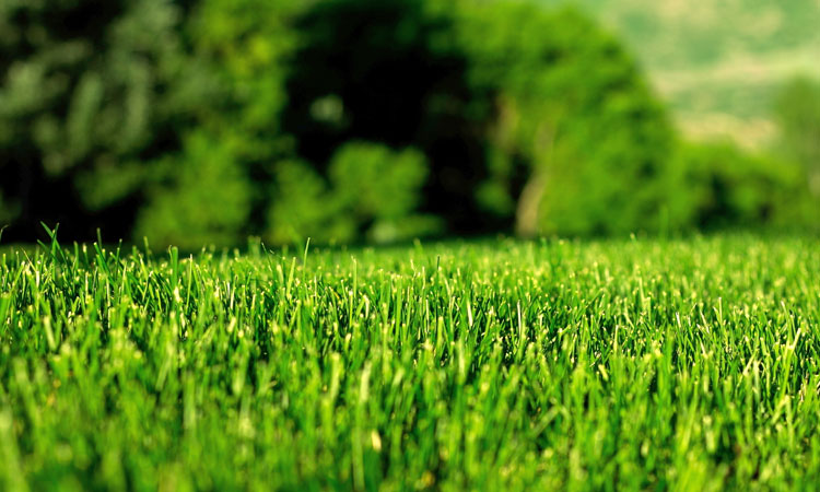 用綠色點(diǎn)綴世界，用生機(jī)感動(dòng)人心